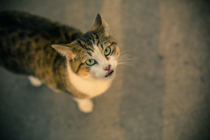 grünäugige Katze leckt Lippen