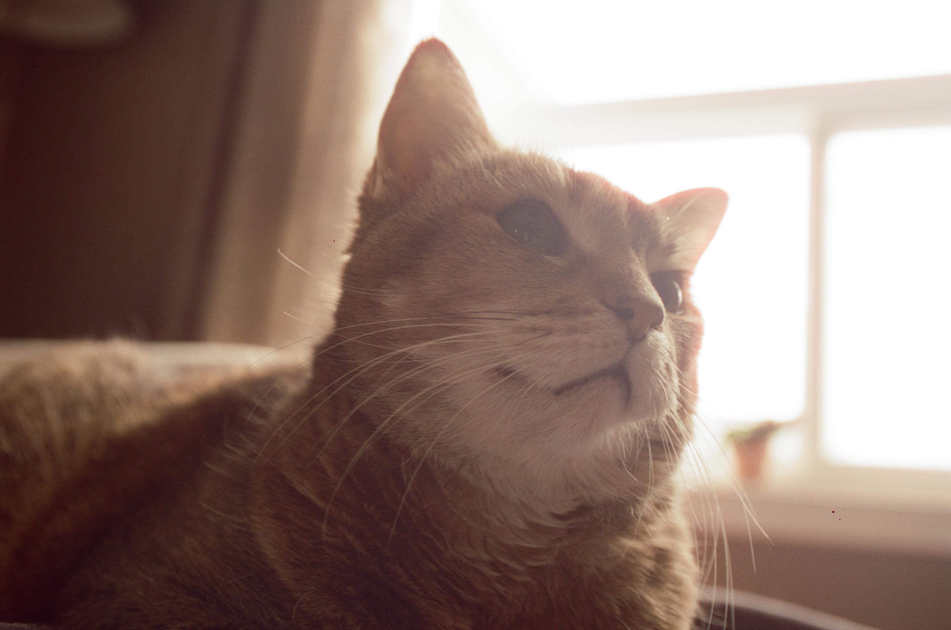 happy-ginger-cat