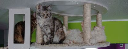 Hängebrücke & Katzenhimmel inkl. Sisal