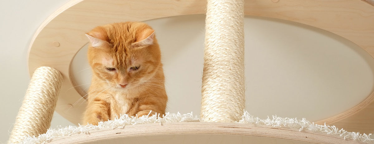 Katze auf Kratzbaum