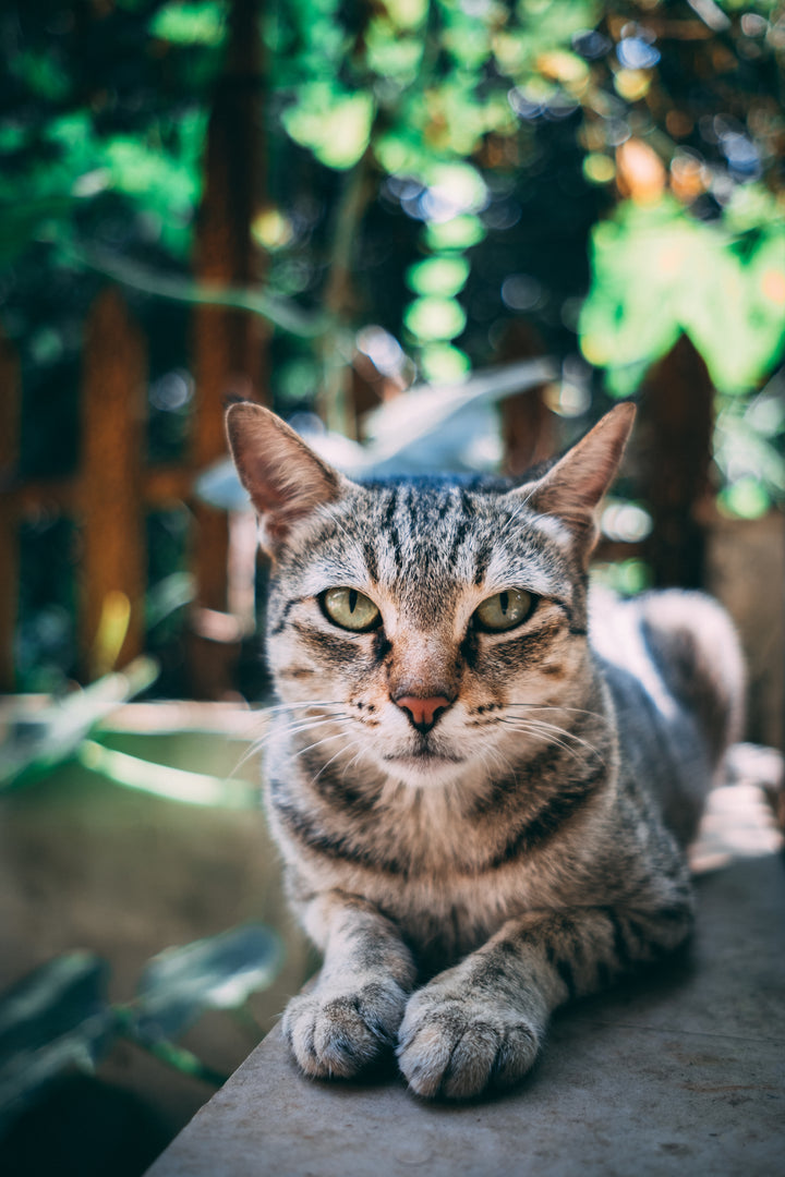 getigerte Katze starrt aufmerksam